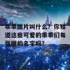 乖乖图片叫什么？你知道这些可爱的乖乖们每张图的名字吗？