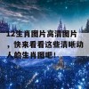 12生肖图片高清图片，快来看看这些清晰动人的生肖图吧！